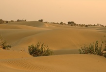 Thar Desert